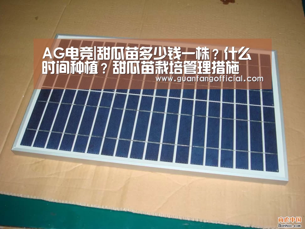 AG电竞|甜瓜苗多少钱一株?什么时间种植?甜瓜苗栽培管理措施(图1) AG直达